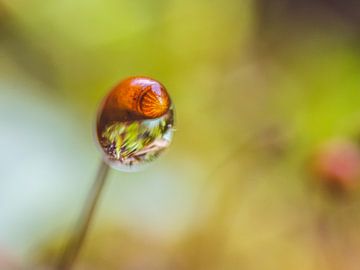 Moss Trapped In A Drop by Martijn Wit