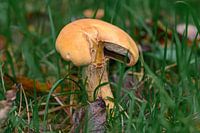 Décoration murale d'un champignon en feutre jaune avec un morceau de