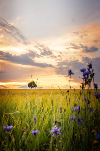 Eenzame boom in de zonsondergang