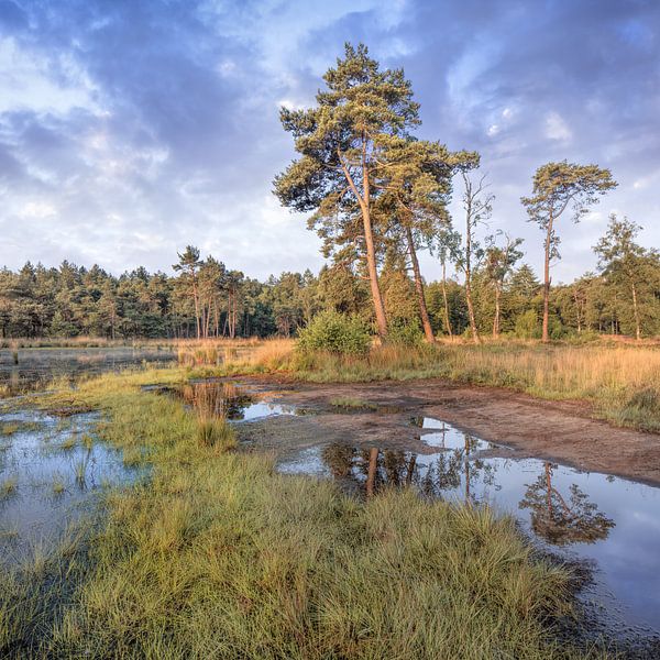Ruhige Heideland mit einem Wasser pond_4 von Tony Vingerhoets