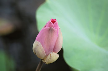 Seerosenblüte Knospe
