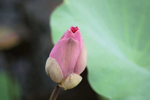 Water lily blossom bud