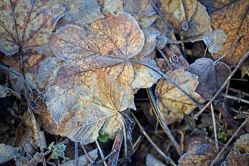 Couleurs d'automne sur Rob Boon