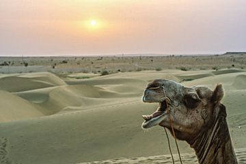 kamelen in rajasthan van Stefan Havadi-Nagy