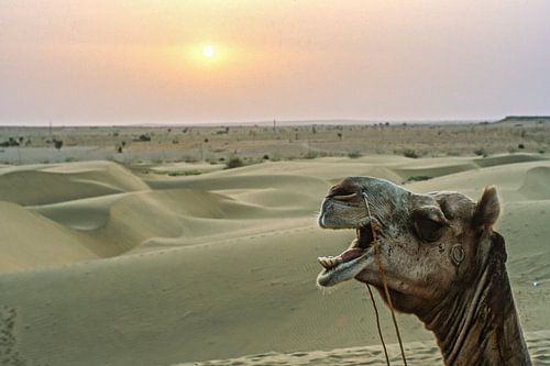 chameaux au Rajasthan