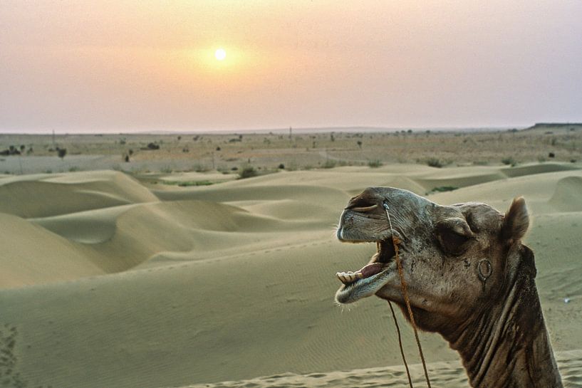 camels in rajasthan by Stefan Havadi-Nagy