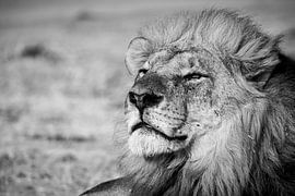 Lion king by Storms Brigitte