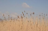 Wuivend riet