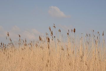 Wuivend riet van Rosenthal fotografie