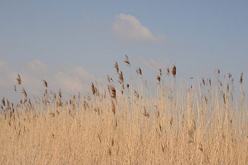 Wuivend riet