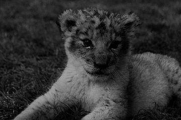 Little lion baby van Kim de Vos  - Carpe Diem