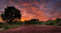 Red sunrise van Wim van D thumbnail