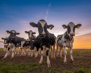 Pinken, koeien tijdens zonsondergang van Tara Kiers