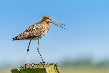 Uferschnepfe - Arkemheen, Die Niederlande - 2023 von Marco Hoogma