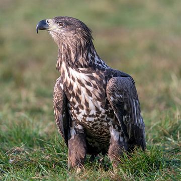 Waakzame Zeearend van Bob de Bruin