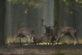 Fallow Deer ( Dama dama  ) fighting, during rutting season, fall, Europe.
