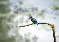 The Kingfisher in the picture, whatch this beauty!