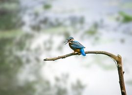 The Kingfisher in the picture, whatch this beauty!