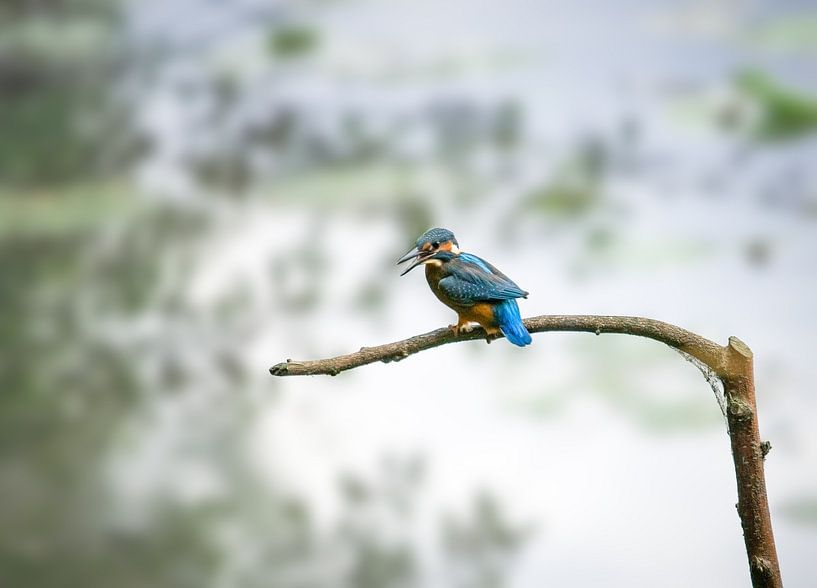 The Kingfisher in the picture, whatch this beauty! by Suzan Brands