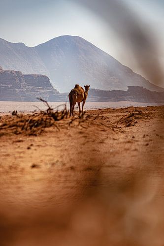 Camel in the Wadi Rum by Patricia Van Roosmalen