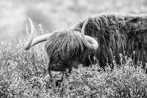 Scottish highlander black and white portrait