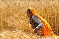 Femme dans un champ de blé en Inde par Gonnie van de Schans Aperçu