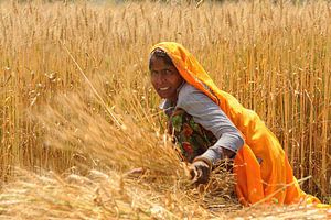 Frau im Getreidefeld in Indien