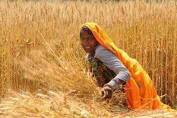 Vrouw in graanveld in India van Gonnie van de Schans