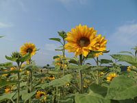 Zonnebloem