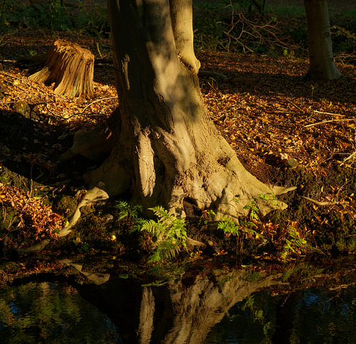 L'automne dans la forêt - Drenthe - Eelde (Pays-Bas)