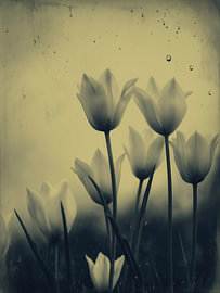 Tulpe im sanften Licht Nr. 9 von Studio Silver & Sepia