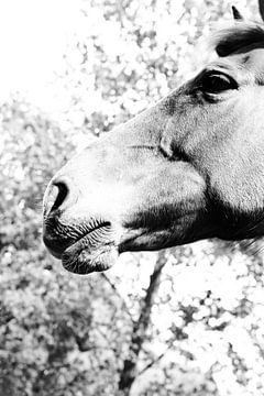 Horse portrait in black and white by Claudia Luijten