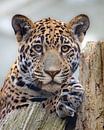 Jaguar Portret van Jery Wormmeester thumbnail