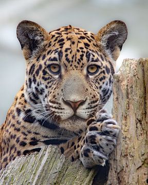 Jaguar Portret