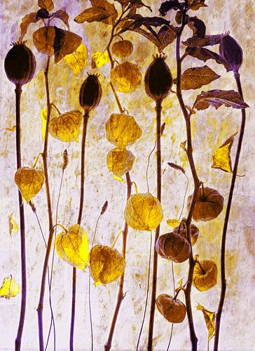 Schilderachtige lampionnetjes .