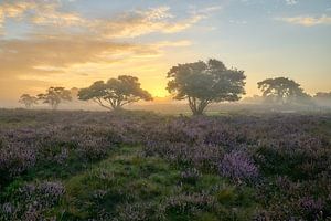 Zonsopkomst op de bloeiende paarse hei