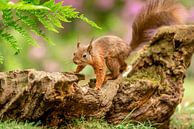 Eichhörnchen von Gonnie van de Schans Miniaturansicht