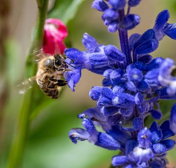 Makro einer Biene auf einer blauen Salbei Blüte von ManfredFotos