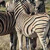 Zebra Gruppe von Alex Neumayer