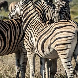 Zebra Groep van Alex Neumayer