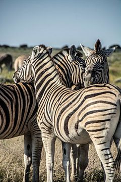 Zebra Gruppe von Alex Neumayer