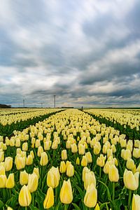 tulpen storm
