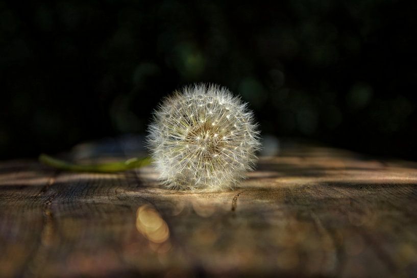 Dandelion on wood by Claudia Evans