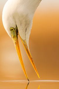 Portret van Grote zilverreiger van Nature in Stock