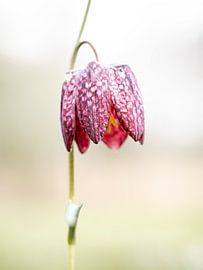 Elegance by Angela Kraan