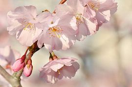 parfum de printemps sur Violetta Honkisz