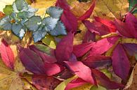 Autumn foliage in the forest by Claude Laprise thumbnail