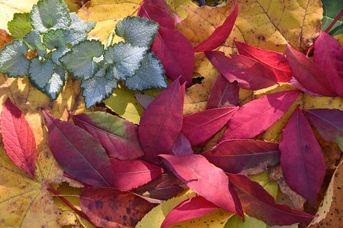 Herbstlaub im Wald