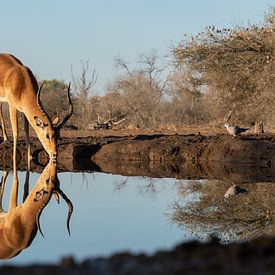 Impala bij de waterplas van Ingrid Sanders