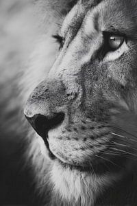 Vieux Lion